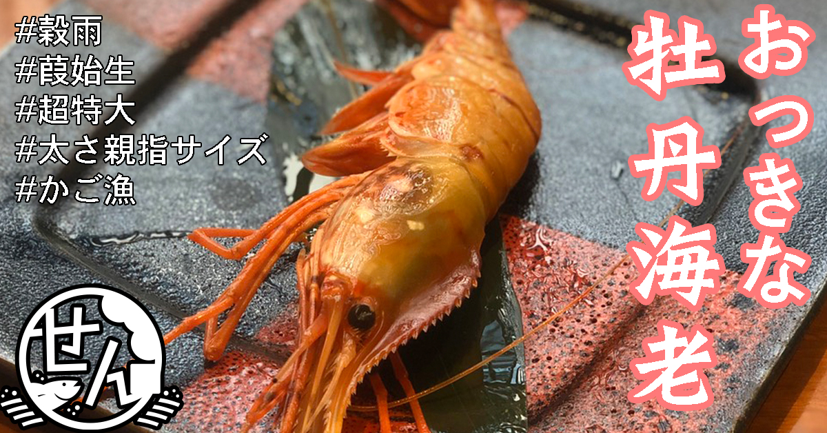 能登のかご漁で水揚げされた今日の特大サイズのボタンエビ - 金沢
