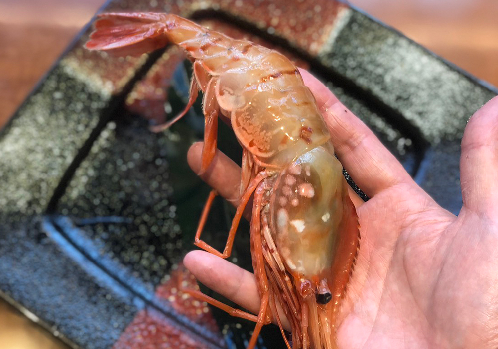 能登のかご漁で水揚げされた今日の特大サイズのボタンエビ 金沢 富山で居酒屋などの飲食店を展開するファーストダイニング 大人数の宴会や歓送迎会 慶事などにも幅広く対応